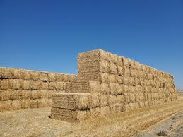 Wheat Straw